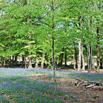 Bluebells on Limpsfield Common